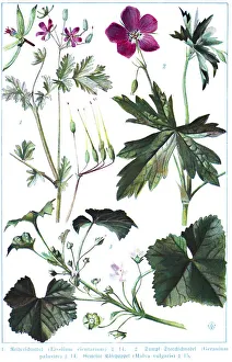 Botany, heron's bill (Erodium cicutarium)