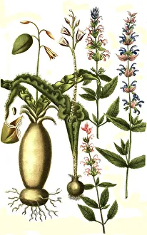 Botany (Hyacinthus) plants, a. Horminum peregrinum foliis