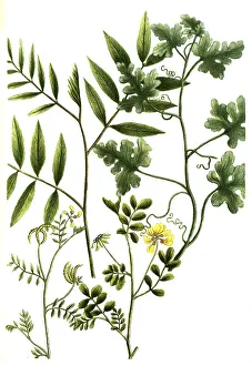 Botany, Plant, a. bitter apple (Citrullus colocynthis)