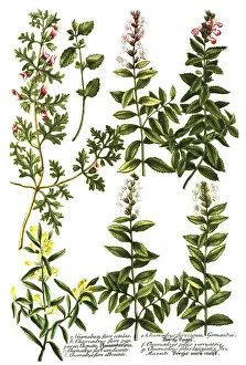 Botany, plant, a. Chamaebuae flore cotuleae