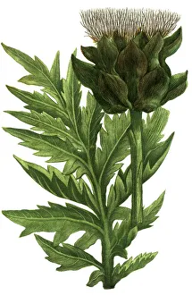 Botany, Plant, Artichoke (Cynara cardunculus)