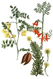 Botany, plant, bladder bush, bladder shrubs