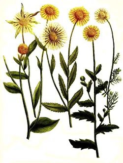 Botany, plant, Chrysanthemum, various species