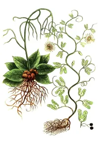 Botany, Plant, Contrayerva americanam viperine