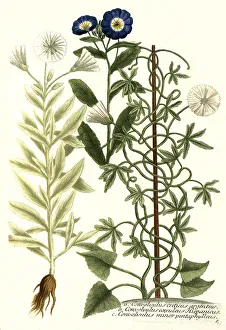 Botany, plant, Convolvulus creticus