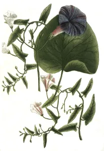 Botany, plant, Convolvulus major