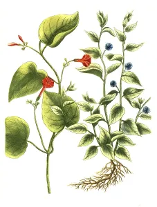 Botany, Plant, Convolvulus, Plants of the genus Winde