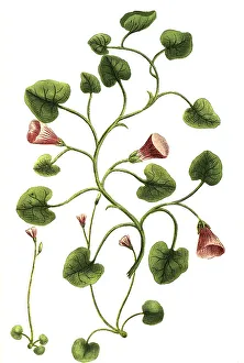 Botany, Plant, Convolvulus, Plants of the genus Winde