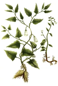 Botany, plant, Convolvulus, plants of the genus Winde