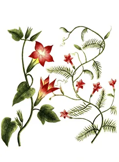 Botany, Plant, Convolvulus, Plants of the genus Windern
