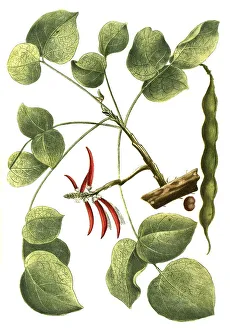 Botany, Plant, Coral arbor coral tree (Erythrina) flabelliformis
