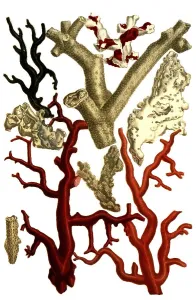 Botany, plant, Corallium, various types of coral