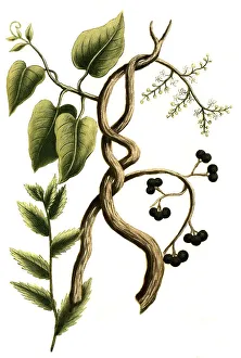 Botany, Plant, Fish Seeds, Coccolus Seeds