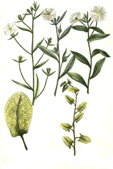 Botany, plant, folium pictum, erectus latifolius