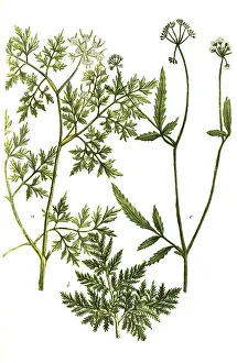 Botany, plant, forms of water hemlock, a