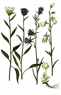 Botany, Plant, Peach-leaved bellflower (Campanula persicifolia)