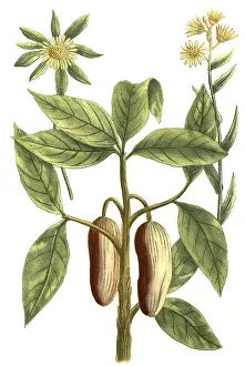 Botany, plant, plants of the genus Conyza