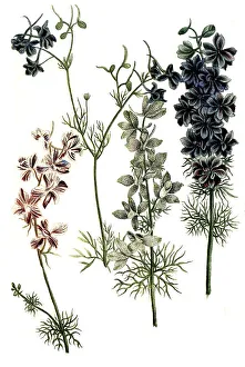 Botany, plant regia, various species