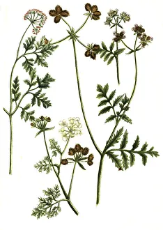 Botany, Plant, Variations of the adhesive umbel