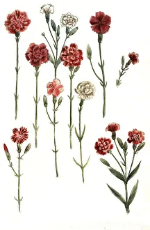 Botany, plant, various species of carnation (Dianthus caryophyllus)
