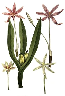 Botany, plant, various species of the genus Zeitlose