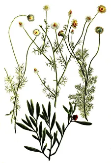 Botany, plant, various species of Roman chamomile