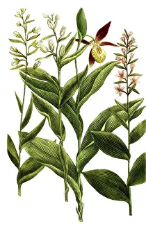 Botany, Plants, Broad-leaved hellebore