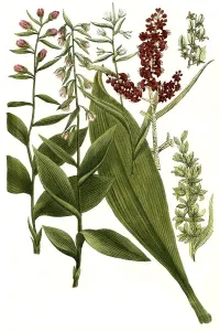 Botany, Plants, Broad-leaved hellebore (Helleborus) with subspecies