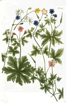Botany, Plants, Cranesbill, Geranium batrachoides