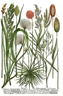 Botany, plants, different grass varieties