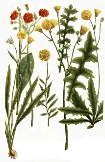 Botany, plants, different species of hawkweed (Hieracium) latifolium