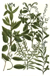 Botany, plants, different species of Heliotropium