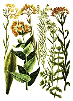 Botany, Plants, Gnaphalium, Different varieties of dysentery weed