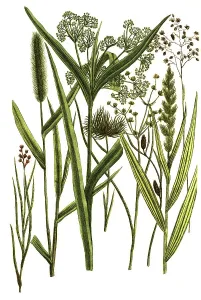 Botany, Plants, Gramen cyperoides Cyprus grass