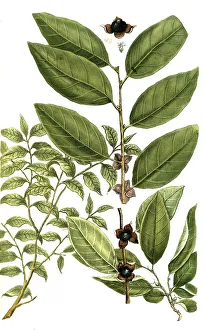 Botany, Plants, Guajacana angustifolia