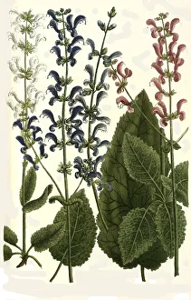 Botany, plants, Horminum, different species of sage (Salvia) pratense