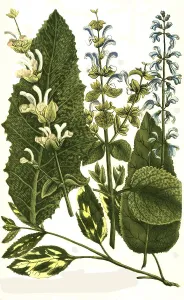 Botany, plants, Horminum, different species of sage (Salvia) sylvestris