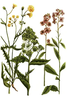Botany, Plants hortensis Common rocket (Hesperis)