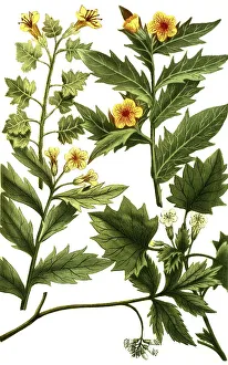 Botany, Plants, Hydrophyllon Toothwort vulgaris Henbane (Hyoscyamus)