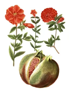 Botany, Plants, Pomegranate (Punica granatum)