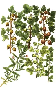 Botany, Plants (Ribes grossularia) Gratiola Gottesgnadenkraut und Stachelbeeren