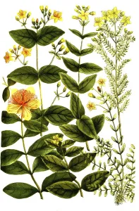 Botany, Plants, Species of st johns wort (Hypericum) minoribus