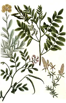 Botany, Plants, Sweetroot, Glyzyrrhiza sylvestris