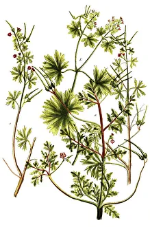 Botany, plants, variants of the cranesbill