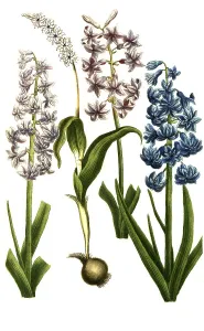 Botany, plants, various forms of the garden hyacinth (Hyacinthus orientalis)