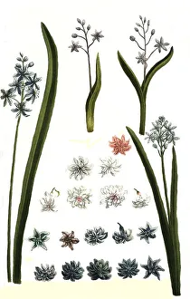 Botany, plants, various forms of hyacinth (Hyacinthus)