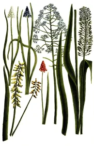 Botany, plants, various forms of the hyacinth (Hyacinthus) calamistratus