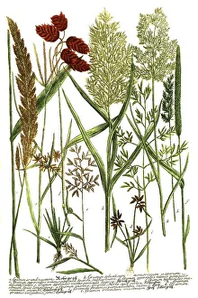 Botany, plants, various grasses, a