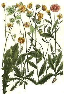 Botany, plants, various species of