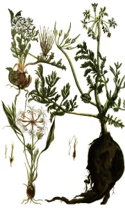 Botany, Plants, Various species of cranesbill